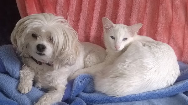 this picture shows Ziggy, a white tonkinese cat, with one of his dog mates, Bonnie, a white Chinese Crested Powderpuff