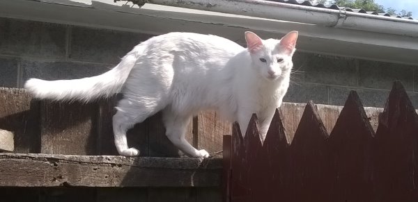 this picture shows Ziggy, the white tonkinese cat, walking along the top of the fence