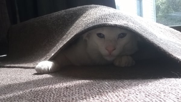 this picture shows Ziggy, the white tonkinese cat, hiding under the mat